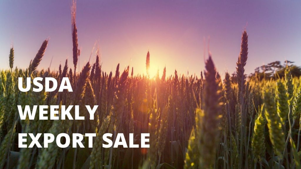 Export sales USDA