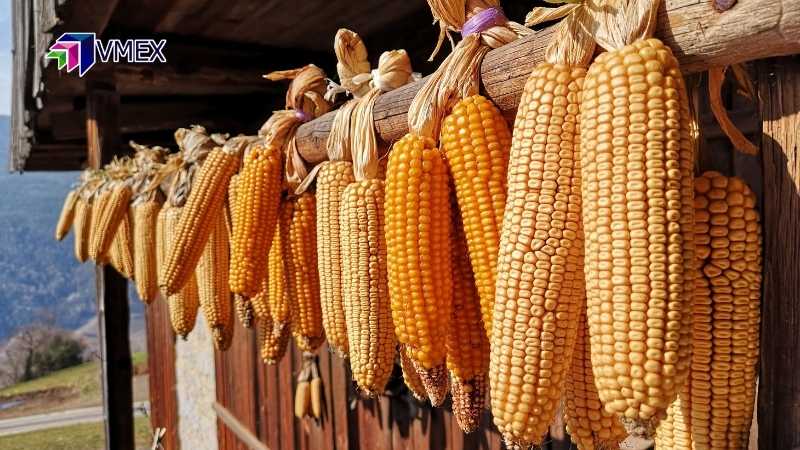 Đà tăng của ngô nhiều khả năng sẽ được đẩy mạnh