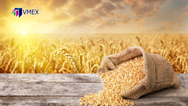 Giá lúa mì có thể sẽ test lại vùng 920 cents/giạ