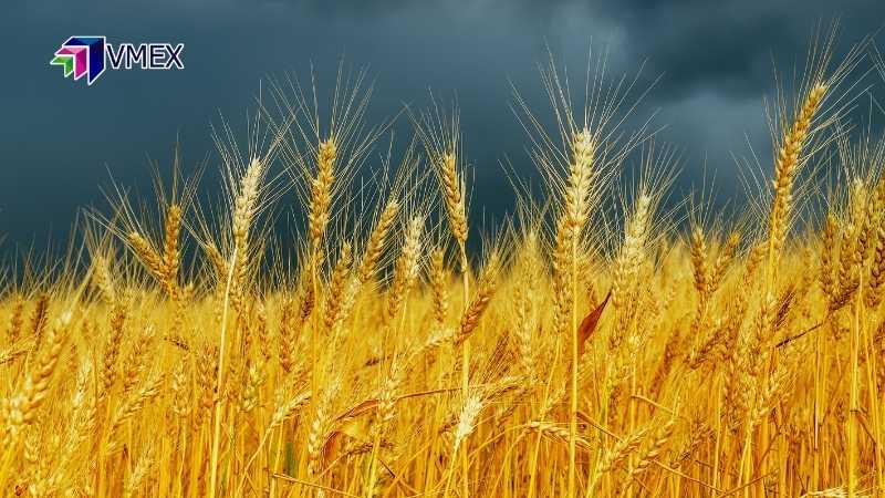 Giá lúa mì rất có thể sẽ test lại kháng cự 791 do tình hình vụ đông tại Mỹ