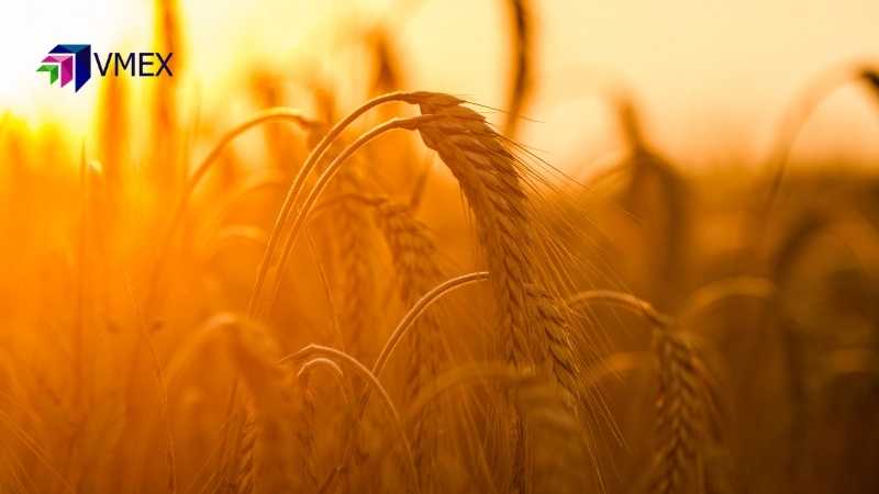 Lực bán kĩ thuật có thể đẩy giá lúa mì tiếp tục suy yếu