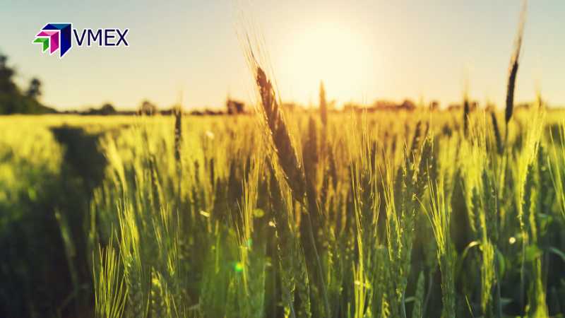 Mùa vụ lúa mì ở các nước sản xuất lớn trên thế giới hiện tại