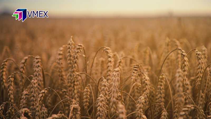 Thoả thuận ngũ cốc Biển Đen đã khiến giá lúa mì bật tăng mạnh