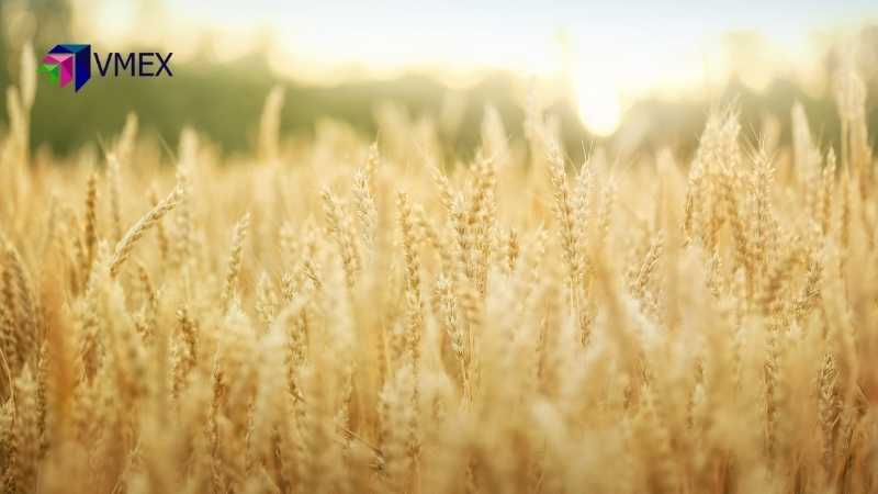 Giá lúa mì có thể tiếp tục đà hồi phục
