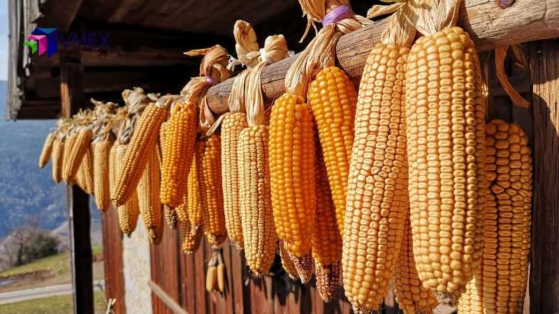 Giá ngô có thể giằng co khi báo cáo WASDE tháng 07 khá trái chiều