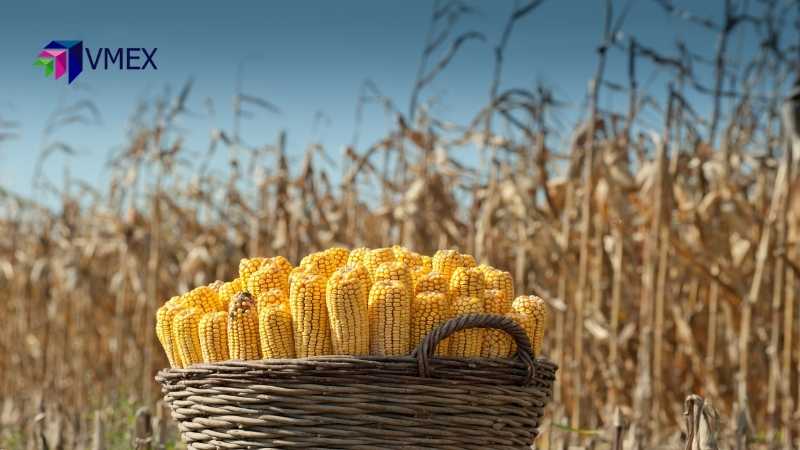 Giá ngô có thể sẽ được hỗ trợ từ số liệu sản xuất ethanol