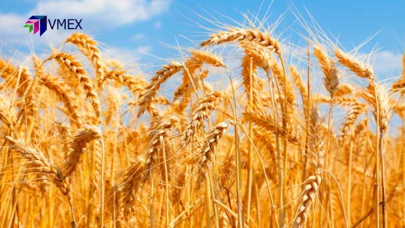 Giá lúa mì có thể tiếp tục hồi phục trong ngày hôm nay