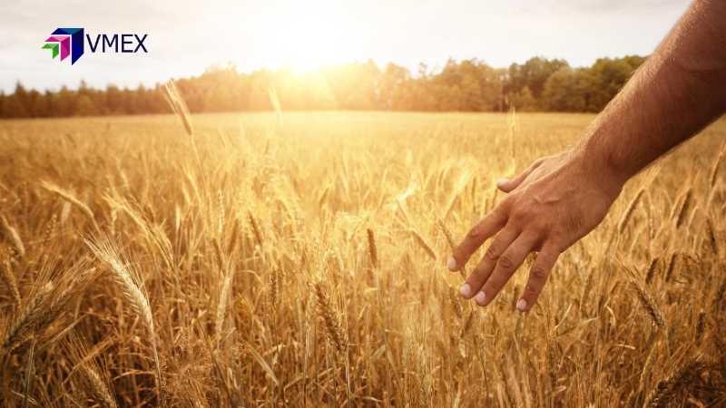 Rủi ro thương mại toàn cầu có thể hỗ trợ ngắn hạn cho giá lúa mì