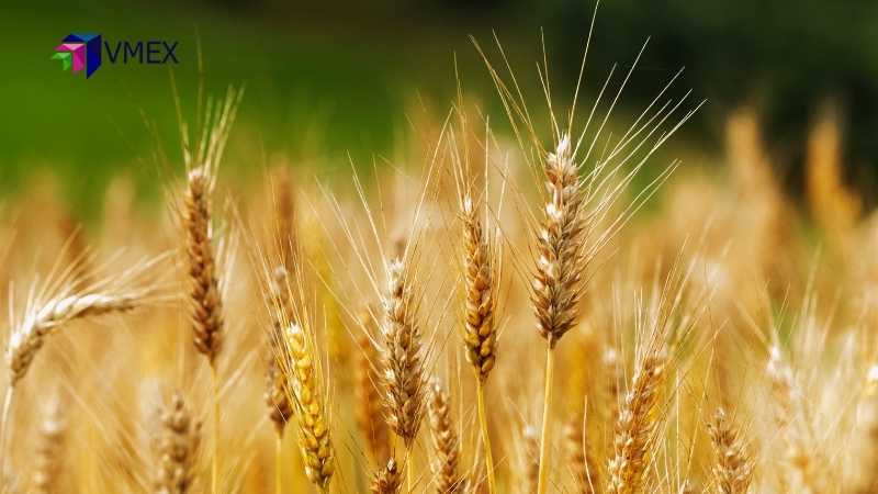 Đà giảm của lúa mì có thể sẽ hạn chế ở vùng hỗ trợ tâm lí 600