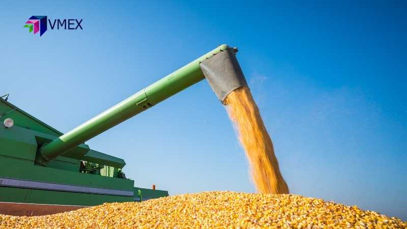 Giá ca cao lao dốc rất mạnh, giá đậu tương tăng tích cực