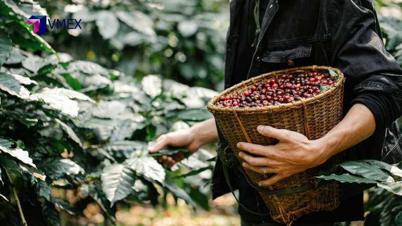 Thời tiết thuận lợi và tỷ giá gây sức ép lên giá cà-phê
