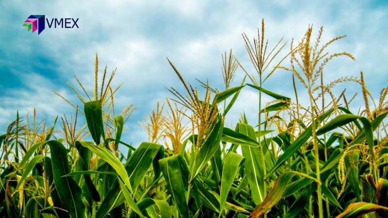 Ca-cao rớt giá, ngô phục hồi nhẹ